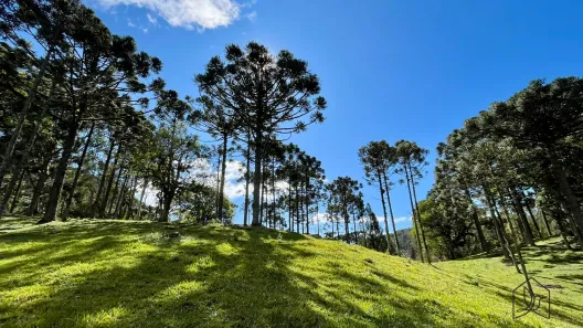 Fazenda/Sítio com 2 Quartos à venda, 83162m² no Centro, Campo Alegre
