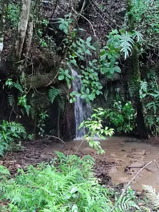 Fazenda/Sítio com 1 Quarto à venda, 1250000m² no , Olaria