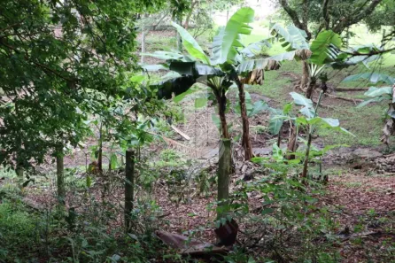 Lote/Terreno à venda, 2500m² no Badenfurt, Blumenau