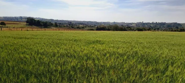 Fazenda/Sítio à venda, 10m² no Área Rural de Boituva, Boituva