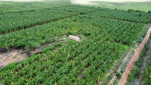 Fazenda/Sítio com 2 Quartos à venda, 80000m² no , Açu