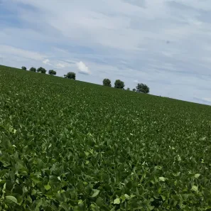 Fazenda/Sítio com 5 Quartos à venda, 570m² no , São João D'Aliança
