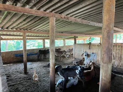Fazenda/Sítio com 3 Quartos à venda, 822000m² no , Perdizes