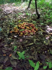 Fazenda/Sítio à venda, 10000000m² no Av Beira Mar, Porto Seguro
