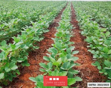 Fazenda/Sítio à venda, 31992400m² no Alto da Colina, Nova Mutum