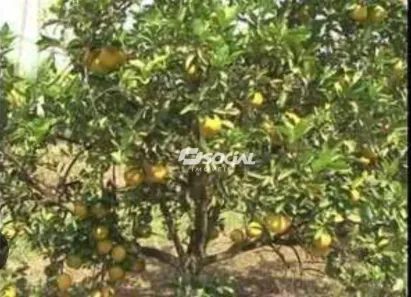 Lote/Terreno à venda, 11000000m² no Mato Grosso, Porto Velho