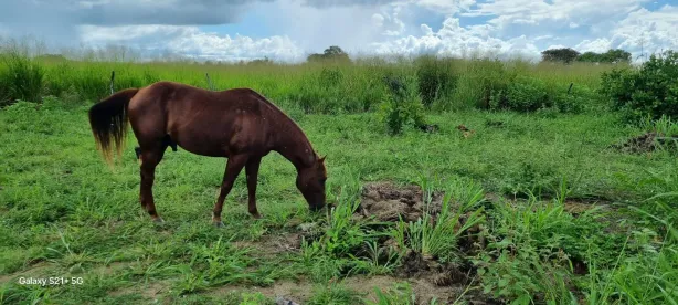 Fazenda/Sítio com 4 Quartos à venda, 87000m² no , Macaíba