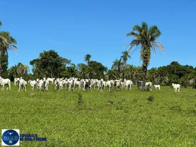 Fazenda/Sítio com 4 Quartos à venda, 7m² no Setor Montes Belos, São Luís de Montes Belos