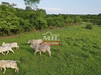 Fazenda/Sítio à venda, 500m² no , Natividade