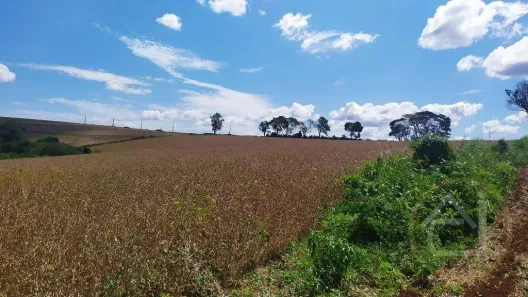 Fazenda/Sítio à venda, 145200m² no Jardim Primavera, Londrina