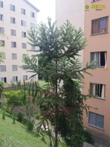 Apartamento com 2 Quartos à venda, 60m² no Jardim Pedra Branca, São Paulo
