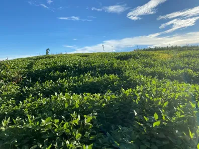 Fazenda/Sítio com 2 Quartos à venda, 70000m² no , Brasília