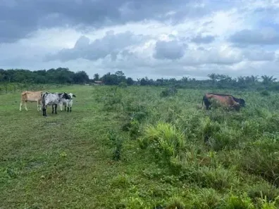 Fazenda/Sítio à venda, 1240000m² no , São João de Pirabas