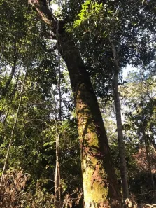 Fazenda/Sítio com 3 Quartos à venda, 20812000m² no , Cocalinho