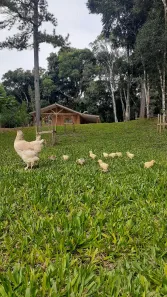 Fazenda/Sítio com 2 Quartos à venda, 60m² no , Quatro Barras