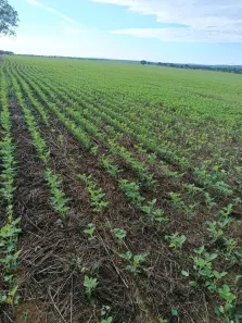 Fazenda/Sítio à venda, 6650000m² no , Niquelândia