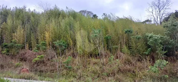 Lote/Terreno à venda, 1000m² no Luiz Fagundes, Mairiporã