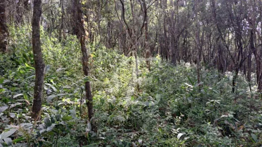 Lote/Terreno à venda, 1000m² no Mato Dentro, Mairiporã