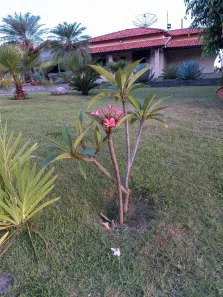 Fazenda/Sítio com 1 Quarto à venda, 200m² no Residencial São Miguel, Limeira