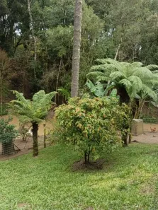 Fazenda/Sítio com 2 Quartos à venda, 70m² no Bela Aliança, São Bento do Sul