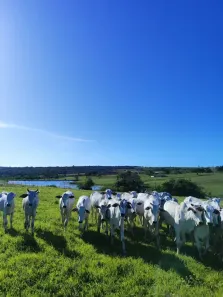 Fazenda/Sítio com 3 Quartos à venda, 200000m² no , Monte Alegre