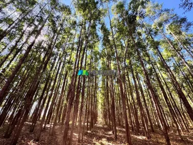 Fazenda/Sítio com 1 Quarto à venda, 1350m² no , Corinto