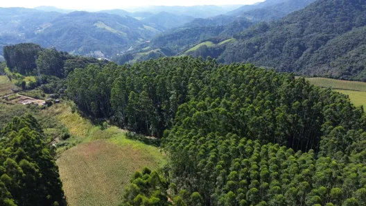 Fazenda/Sítio à venda, 65000m² no Centro, Anitápolis