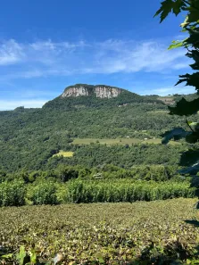 Fazenda/Sítio com 2 Quartos à venda, 20000m² no São Pedro da Terceira Légua, Caxias do Sul