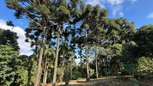 Fazenda/Sítio com 6 Quartos à venda, 140m² no São Miguel, Curitiba