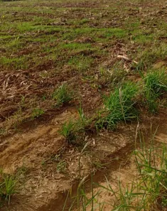 Fazenda/Sítio à venda, 11m² no Área Rural de Linhares, Linhares