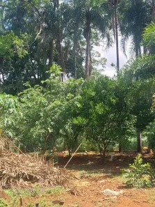 Fazenda/Sítio com 3 Quartos à venda, 140m² no Setor Colonial Sul, Aparecida de Goiânia