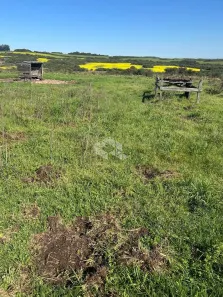Fazenda/Sítio à venda, 1178000m² no , Jari