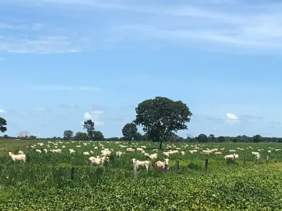Fazenda/Sítio à venda, 683m² no , Bonópolis