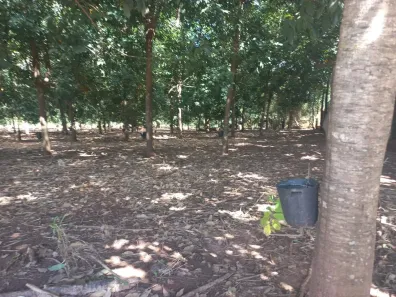 Fazenda/Sítio à venda, 48400m² no Área Rural de Engenheiro Balduino, Monte Aprazível