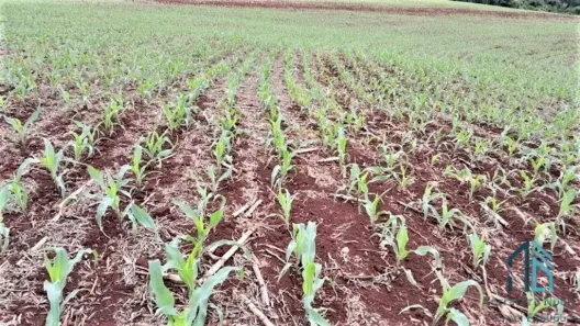 Fazenda/Sítio com 1 Quarto à venda, 871200m² no , Campo Mourão