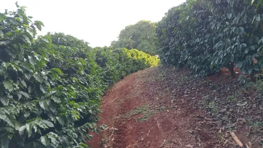 Fazenda/Sítio com 2 Quartos à venda, 121000m² no , Monte Santo de Minas