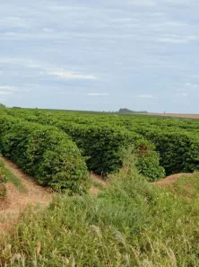 Fazenda/Sítio à venda, 10160000m² no Jardim Francano, Franca