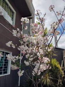 Sobrado com 3 Quartos à venda, 180m² no Xaxim, Curitiba