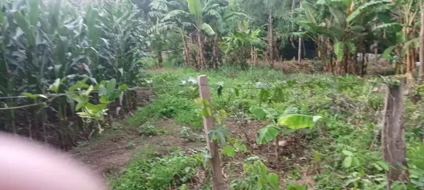 Fazenda/Sítio com 3 Quartos à venda, 46000m² no , Jangada