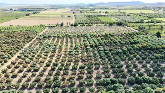 Lote/Terreno à venda, 280000m² no , Petrolina