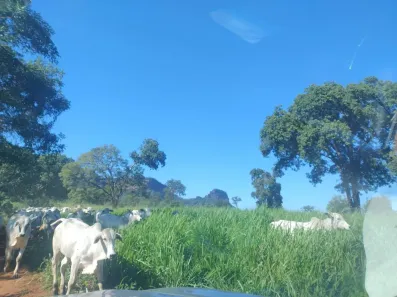 Fazenda/Sítio à venda, 1940000m² no Centro, Terenos