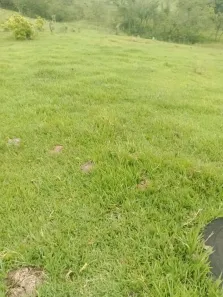 com 1 Quarto à venda, 39000m² no , Bom Sucesso