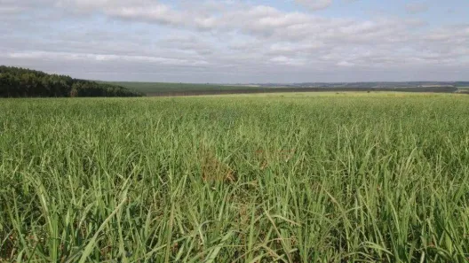 Lote/Terreno à venda, 328000m² no Vila Oliveira, Santa Bárbara D'Oeste