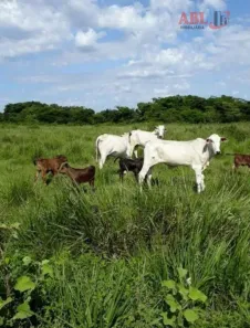 Fazenda/Sítio à venda, 70000000m² no , Bonfinópolis de Minas