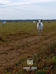 Fazenda/Sítio à venda, 999999999m² no , Buritizeiro