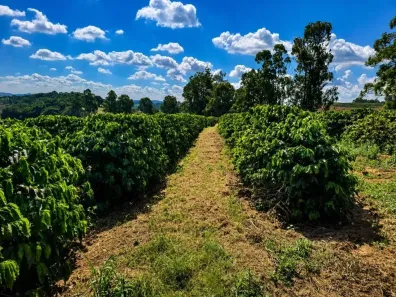 Fazenda/Sítio à venda, 240000m² no , Silvianópolis