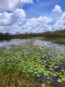 Fazenda/Sítio com 5 Quartos à venda, 270000m² no , Monte Alegre
