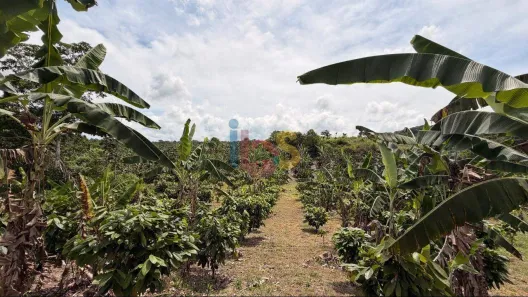 Fazenda/Sítio com 8 Quartos à venda, 460000m² no , Itajuípe