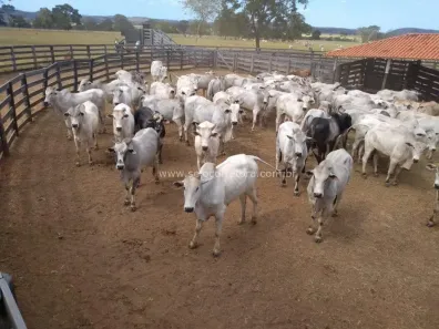 Fazenda/Sítio à venda no , São Gabriel do Oeste