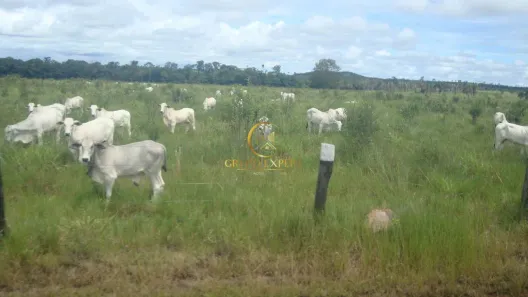 Fazenda/Sítio com 1 Quarto à venda, 157300m² no , Nova Canaã do Norte